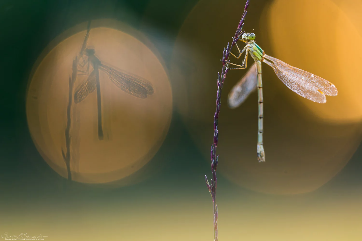 17.5. - 16.6.2024 Fotoausstellung Simone Baumeister: "Natur vor der Tür"